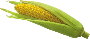 Corn PNG image-5262